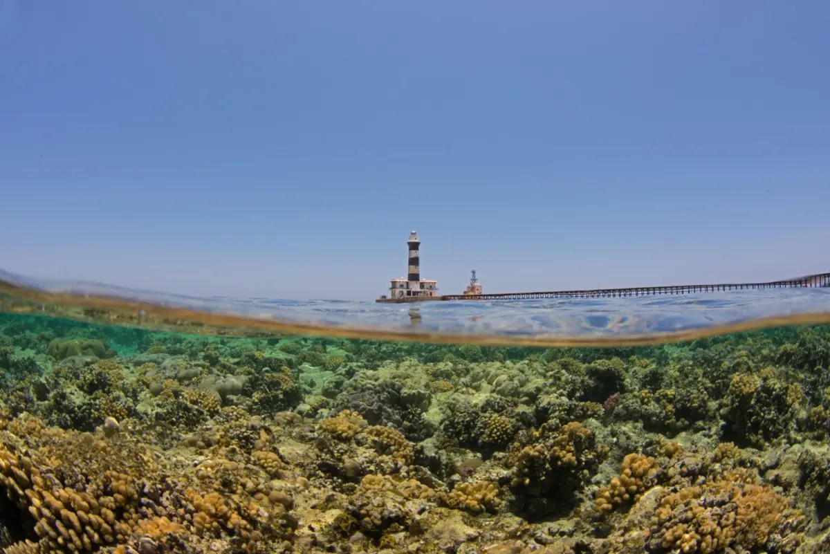 The Fragile Shield: Inside the Fight to Save the Red Sea’s "Super Corals"