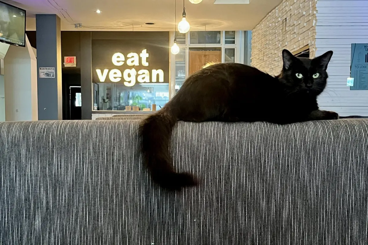 The Great Plant-Based Contraction: Why Dedicated Vegan Restaurants Are Disappearing Even as Mainstream Menus Go Green