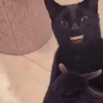 The Rise of the "Black Cat Clapping" Meme: How an AI-Generated Feline Conquered Social Media