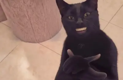 The Rise of the "Black Cat Clapping" Meme: How an AI-Generated Feline Conquered Social Media