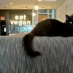 The Shrinking Sanctuary: Inside the Contraction of America’s All-Vegan Restaurant Movement