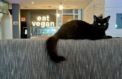 The Shrinking Sanctuary: Inside the Contraction of America’s All-Vegan Restaurant Movement