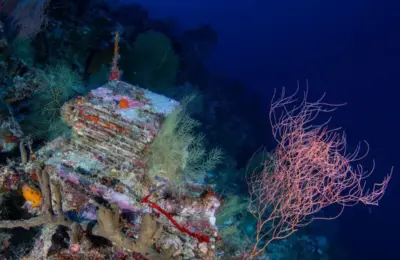 Unlocking the Twilight Zone: Inside the Decadelong Quest to Map the Ocean’s Mysterious Deep Reefs