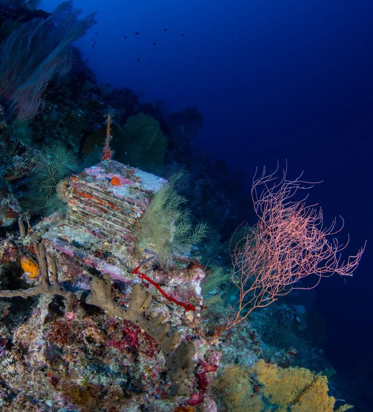 Unlocking the Twilight Zone: Inside the Decadelong Quest to Map the Ocean’s Mysterious Deep Reefs
